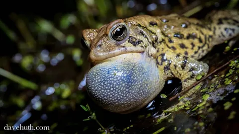 A calling toad, close